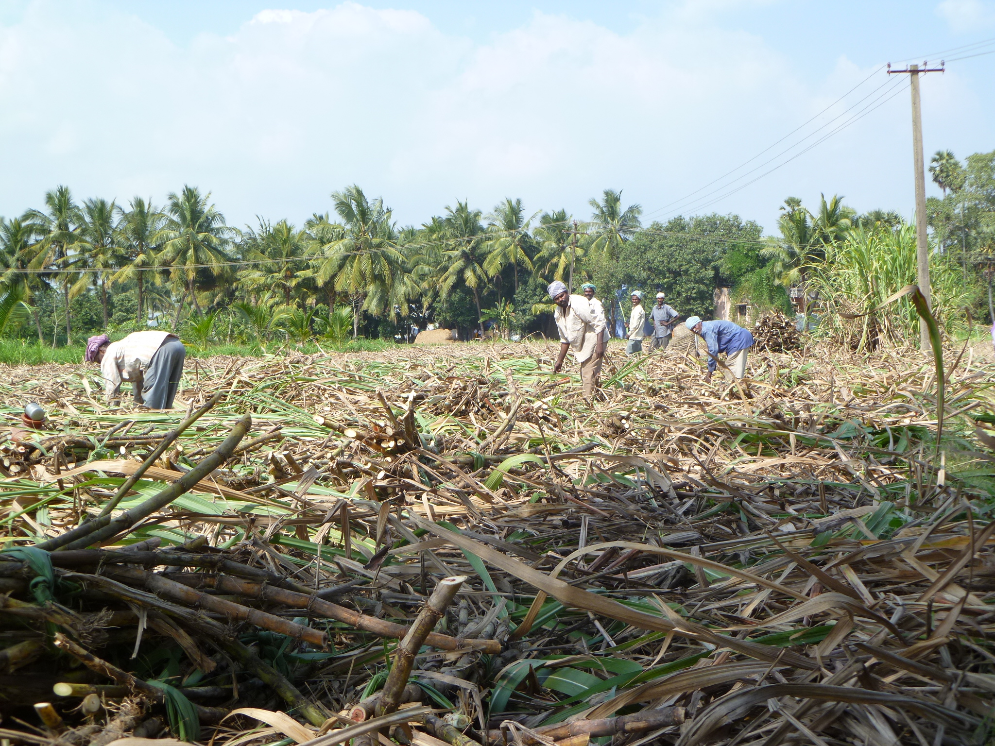 Farmers harvesting sugarcane in Vanur, near Villupuram